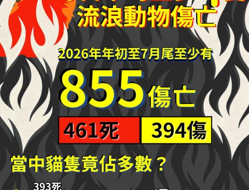 【驚途駭「浪」】香港每日平均至少4隻流浪動物傷亡 貓隻竟佔多數？