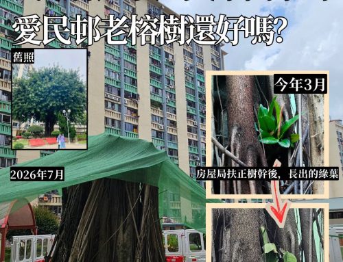【絕樹逢生？】颱風將至 愛民邨老榕樹被扶正後現況如何？
